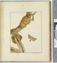 Strona 23 Tabliczka 6 Xylopsyche Lewinni Hepialus Ligniveren Lewin, 1803-04 (odbitki akwaforty ręcznie kolorowane)
