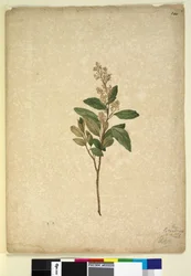 Strona 240. Pomaderris ligustrina, c.1803-06 (toaleta, długopis, tusz i ołówek)