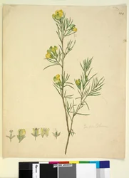 Strona 244. Gompholobium, ok. 1803-06 (toaleta, długopis, atrament i ołówek)