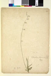 Strona 246. Arthropodium paniculatum, c.1803-06 (toaleta, długopis, atrament i ołówek)