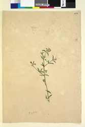Strona 252. Niezidentyfikowana roślina, ok. 1803-06 (toaleta, długopis, atrament i ołówek)