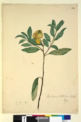Strona 264. Pomaderris elliptica, c.1803-06 (toaleta, długopis, atrament i ołówek)
