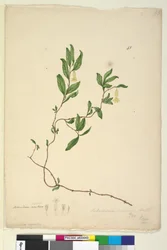 Strona 43. Billardiera scandens, c.1803-06 (toaleta, długopis, atrament i ołówek)