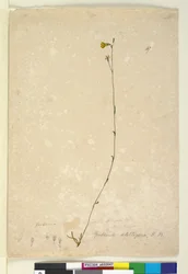Strona 47. Goodenia stelligera, c.1803-06 (toaleta, długopis, atrament i ołówek)