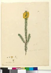 Strona 73. Dillwynia rubis?, c.1803-06 (wc, długopis, tusz i ołówek)