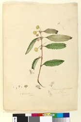 Strona 81. Callicoma serratifolia, c.1803-06 (toaleta, długopis, atrament i ołówek)