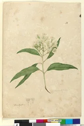 Strona 84. Eucalyptus paniculata, c.1803-06 (toaleta, długopis, atrament i ołówek)