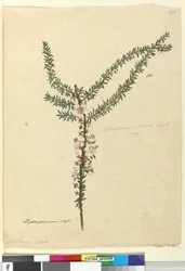 Strona 86. Leptospermum scoparium, c.1803-06 (toaleta, długopis, atrament i ołówek)