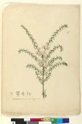 Strona 87. Leptospermum ambiguum, c.1803-06 (toaleta, długopis, atrament i ołówek)