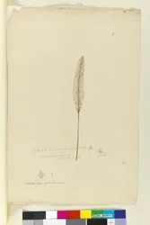 Strona 8. Imperata arundinacea syn. Saccharum cylindricum, c.1803-06 (toaleta, długopis, atrament i ołówek)