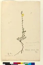 Strona 93. Hibbertia stricta, c.1803-06 (toaleta, długopis, atrament i ołówek)