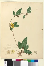 Strona 95. Hibbertia dentata, c.1803-06 (toaleta, długopis, tusz i ołówek)