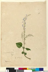 Strona 96. Plectranthus australis, c.1803-06 (toaleta, długopis, atrament i ołówek)