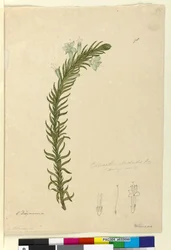 Strona 98. Chloanthes stoechadis, c.1803-06 (toaleta, długopis, atrament i ołówek)