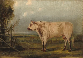Młody byk, ok. 1849 (olej na płótnie)