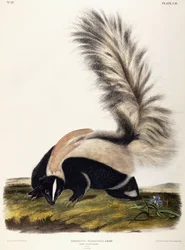 Skunks długoogonowy, 1846