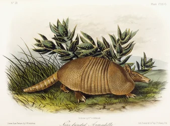 Pancernik dziewięciopasmowy, 1849-1854