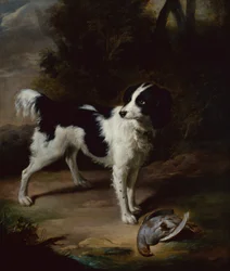 Czarno-biały springer spaniel z martwą kuropatwą w krajobrazie