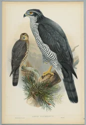 Astur Palumbarius - Jastrząb, rysowany przez J. Wolfa, grawerowany przez H. C. Richtera