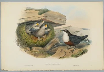 Cinclus Aquaticus - Water Ousel lub Dipper, grawerowane przez H. C. Richtera