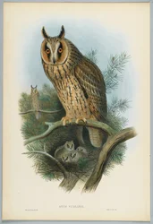 Otus Vulgaris - sowa uszata, rysowany przez J. Wolfa, grawerowany przez H. C. Richtera