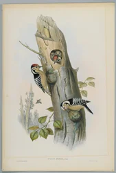 Picus Minor - dzięcioł mały, ryty przez H. C. Richtera