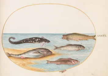 Ryba, ok.1575-80