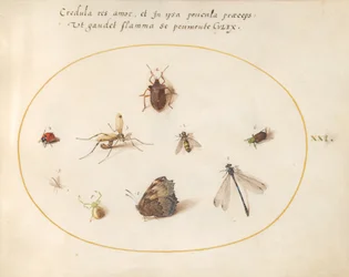 Płyta 21: Motyl z ważką, biedronką i pięcioma innymi owadami