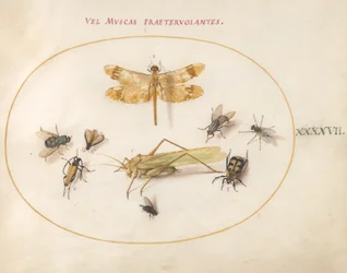 Płyta 47: Ważka, konik polny, muchy domowe, padlinożerca, chrząszcz kózkowaty i inne owady