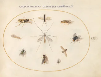 Płyta 60: Muchy i inne owady, ok. 1575/80 (akwarela, gwasz i złoto na welinie)