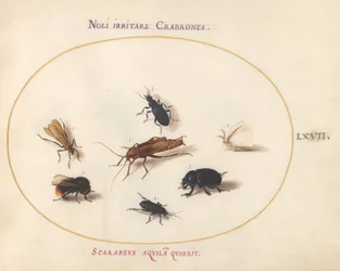 Ilustracja 67: Siedem owadów, w tym biały motyl i pszczoła