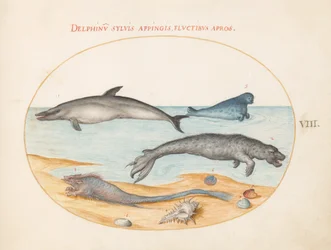 Płyta 8: Delfin, dwie pieczęcie, Brethmechin i muszle