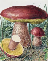 Badanie grzybów