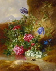 Alpenbluma,