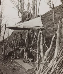 Album "Moja wojna światowa - wspomnienia Frontu Południowo-Zachodniego w Karyntii, Włochy, Trentino-Alto Adige) 31.03.1915-12.11.1918 - Josef Zohles Vienna": pies wojskowy pod namiotem (