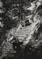 Album "Moja wojna światowa - wspomnienia Frontu Południowo-Zachodniego w Karyntii, Włochy, Trentino-Górna Adyga) 31.03.1915-12.11.1918 - Josef Zohles Wien": Muły wojskowe wzdłuż stromej