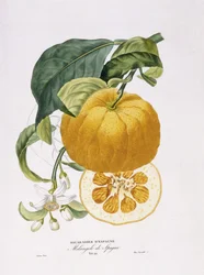 Historia naturalna drzew pomarańczowych, 1818-20