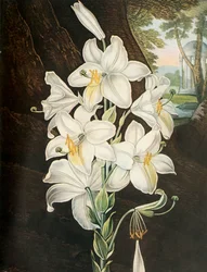 Biała Lilia, ok. 1800, 1948.