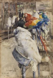 Ptaszarnia, Clifton