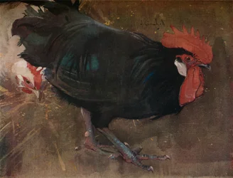Czarny kogut, około 1894