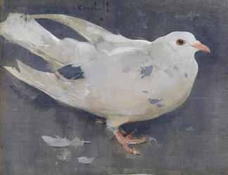 Gołąb (gwasz na płótnie)