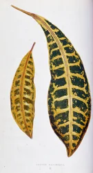 Variegata z liści Croton. Deska botaniczna w „”Rośliny z kolorowym ulistnieniem. Kolekcja najbardziej niezwykłych gatunków wykorzystywanych do ozdabiania ogrodów, szklarni i mieszkań autorstwa Edwarda Josepha Lowe i W. Howarda, członków London Horticulture