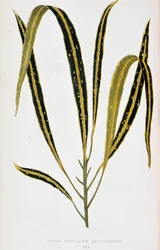 Kroton variegatum angustifolium. Deska botaniczna w „”Rośliny z kolorowym ulistnieniem. Kolekcja najbardziej niezwykłych gatunków wykorzystywanych do ozdabiania ogrodów, szklarni i mieszkań autorstwa Edwarda Josepha Lowe i W. Howarda, członków London Horti