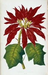 Kwiat i liście Poinsettia Pulcherrima. Deska botaniczna w „”Rośliny z kolorowym ulistnieniem. Kolekcja najbardziej niezwykłych gatunków wykorzystywanych do ozdabiania ogrodów, szklarni i mieszkań autorstwa Edwarda Josepha Lowe i W. Howarda, członków London