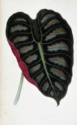 Liść Alocasia metallica. Deska botaniczna w „” Rośliny z kolorowym ulistnieniem. Kolekcja najbardziej niezwykłych gatunków wykorzystywanych do ozdabiania ogrodów, szklarni i mieszkań autorstwa Edwarda Josepha Lowe i W. Howarda, członków London Horticulture