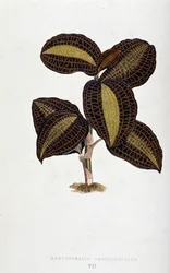 Liść Anoectochilus Xantophyllus. Deska botaniczna w „”Rośliny z kolorowym ulistnieniem.
