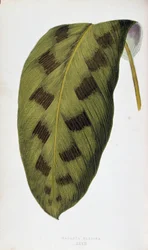Liść Maranta Pardina. Deska botaniczna w „”Rośliny z kolorowym ulistnieniem. Kolekcja najbardziej niezwykłych gatunków wykorzystywanych do ozdabiania ogrodów, szklarni i mieszkań autorstwa Edwarda Josepha Lowe i W. Howarda, członków London Horticulture Soc