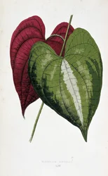 Liście pochrzynu w 2 kolorach (Dioscorea discolor). Deska botaniczna w „”Rośliny z kolorowym ulistnieniem. Kolekcja najbardziej niezwykłych gatunków wykorzystywanych do ozdabiania ogrodów, szklarni i mieszkań autorstwa Edwarda Josepha Lowe i W. Howarda, cz