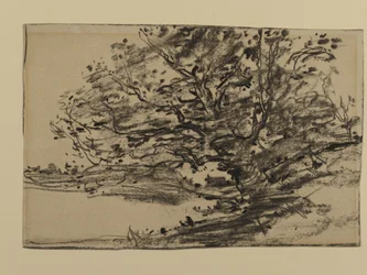 Studium Drzew, 1870 (grafit na papierze)
