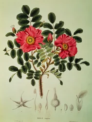 Rosa rugosa, z "Flora Japonica", tom 1, von Siebold i Zuccarini